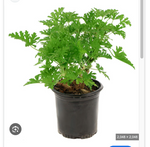Geraniums Limona 1 Gallon Scented Geraniums Flower Plant Outdoor Live Plant Pr7 Ht7