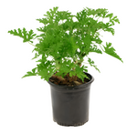 Geraniums Aroma Citrus 1 Gallon Scented Geraniums Flower Plant Outdoor Live Plant Pr7 Ht7