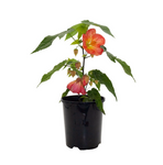 Abutilon Tangerine 1 Gallon Abutilon Flowering  Maple Plant Chinese Bellflower Live Plant Pr7 Ht7
