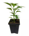 Pepper Fresno Chili Plant 4Inches Pot Capsicum Annuum Organic Live Plant ht7