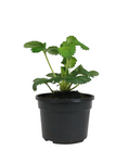 Strawberries Quinalt Plant 4Inches Pot JB Fragaria Quinault Strawberry Plant Fruit Live PlantHt7