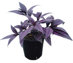 Persian Shield Plant 6Inches Royal Purple Plant Burmuda Coneflower Live Plant Ht7
