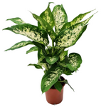 Dieffenbachia Compacta Plant 5 Gallon Dumb Cane Plant Indoor Live Plant Pr7 Ht7