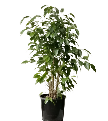 Ficus Benjamina Green 5 Gallon Weeping Fig Benjamin Fig Ficus Tree Indoor Live Plant Ht7