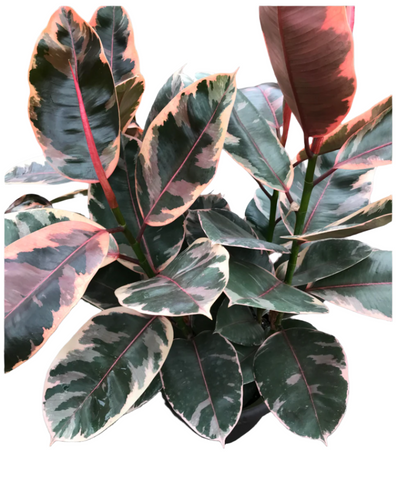 Rubber Ruby Plant 5 Gallon Pot Ficus Elastica Ruby Plant Premium Indoor Live Plant Ht7