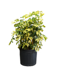 Schefflera Arboricola Gold Capella 5Gallon Plant Variegated Umbrella Schefflera Live Plant Fr7 Ht7