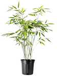 Bambusa Multi Golden Goddess 5 Gallon Plant Golden Goddess Bamboo Live Plant Ht7
