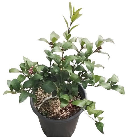 Citrus Lemon Imp Meyer Dwarf 5 Gallon Lemon Trees Citrusrus Live Plant Fr7