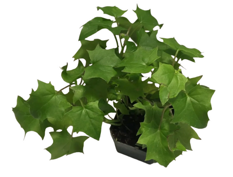 Delairea Odorata 1 Gallon Ht7 Plant German Ivy Plant Cape Ivy Plant Live Plant Ht7