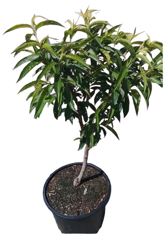 Peach Desert Gold Ultra Dwarf 7 Gallon Prunus Persica Live Plant Outdoor Live Plant Fr7