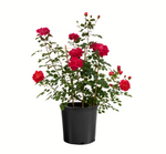 Rosa Cl Don Juan 5 Gallon Red Rose Plant Flower Ourdoor Live Plant Gr7