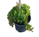 Parthenocissus Tricuspidata Staked 1 Gallon Boston Ivy Grape Japanese Live Plant Gg7