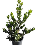 Laurus Nobilis Multi Plant Sweet Bay Grecian Laurel 5 Gallon Live Plant Outdoor Tree Ht7