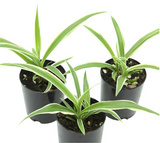Spider Variegated 6Packs Of 2Inches Plant Chlorophytum Comosum Succulent Live Plant Pl Ht7