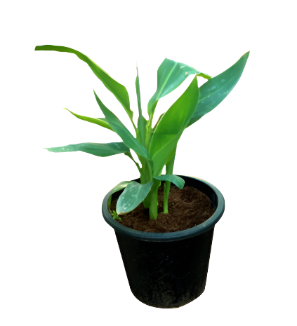 Canna Orange 4inches Plant Canna Lily Plant Orange Flower Lily Live Plant Ht7