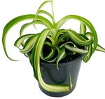 Curly Spider 4inches Plant Spider Ivy Plant Ribbon Plant Bonnie Caribbean Live Plant Ht7 best