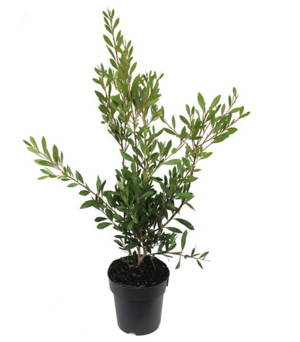 Callistemon Citrinus Standard Tree 5 Gallon Lemon Bottlebrush Live Plant Mr7