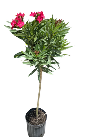 Nerium Oleander Bloodred Tree 5 Gallon Blood Red Flower Live Plant Gg7