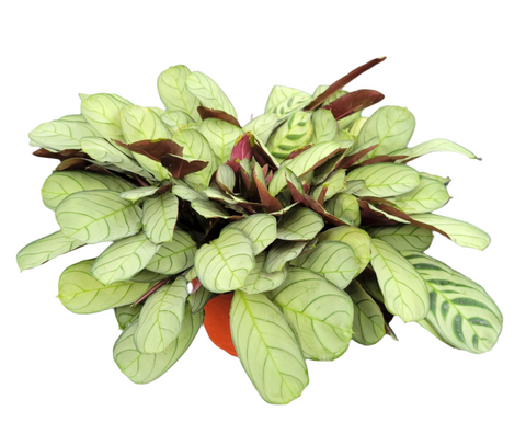 Ctenanthe Amagris 6inches Never Never Plant Fishbone Plant Live Plant Pr7