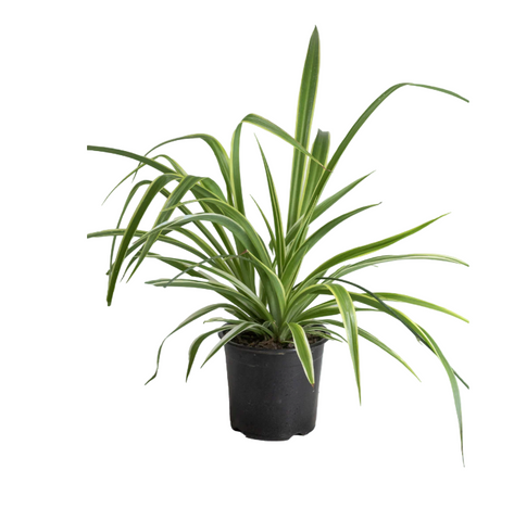 Reverse Chlorophytum Comosum  Variegated Spider Plant Variegatum Ground Grass Covering 1Q 1 Gallon Ht7