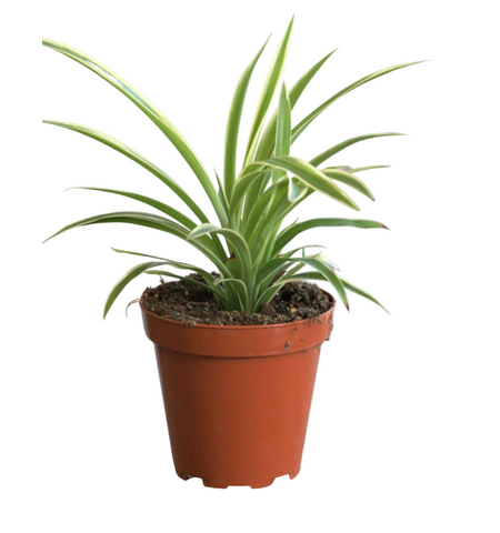 Reverse Variegated Spider Plant 4 inches white soft  Chlorophytum Comosum succulent Live Plant Ht7