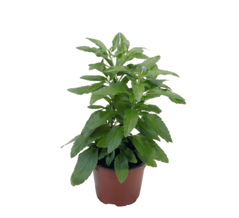 Salvia Farinacea Benth 1 Gallon Plant Mealy Cup Sage Salvia Farinacea Flower Live Plant Ht7