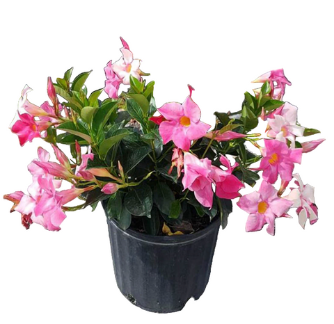Mandevilla Original Crimson Pink 1 Gallon Sun Parasol Flower Outdoor Live Plant Bell Ht7