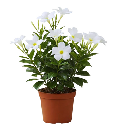 Mandevilla Original Crimson White 1 Gallon Sun Parasol Flower Outdoor Live Plant Bell Ht7