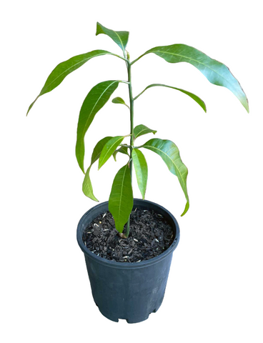 Mango 4 inches Plant Mangga Plant Fruit Tree Live Plant Ht7