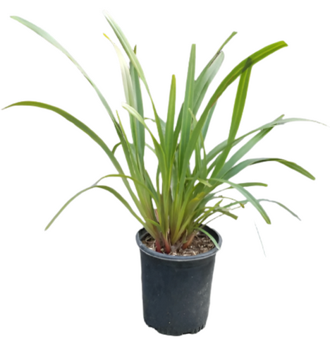 Dianella Tasred red 4inches Tasmanica Flax Lily Plant Grass Live Plant Ht7