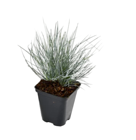 Festuca Glauca Blue Grass Fescue 4inches Pllant Festuca Glauca Live Plant Ht7 best