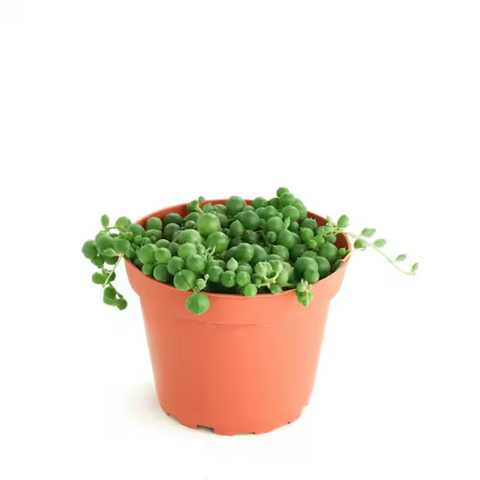 String Of Pearls 4Inches Pot Plant String Of Pear Rare Succulents Plant Ht7
