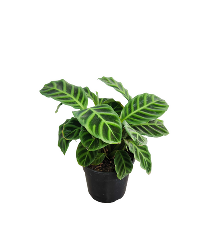 Calathea Zebrina Plant 6Inches Zebra Plant Herbaceous Perennial Live plant Ht7