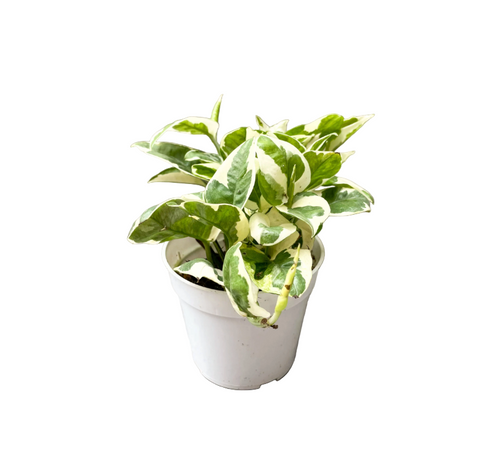 Pothos pearl and Jade 4 Inches Epipremnum Aureum Good In Low Light Live plant Ht7 Pr7