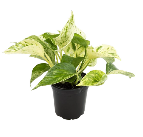 Epipremnum Aureum 4Inches Pot Marble Queen Pothos Hanging Snow Pothos Vine Golden Pothos Mon Ht7