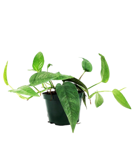 Philodendron bipennifolium Schott 4inches Fiddle-leaf philodendron Live Plant Ht7