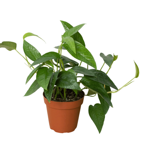 Hanging Philodendron Cebu Blue 6inches Cebu Blue Pothos Live Plant Pr7