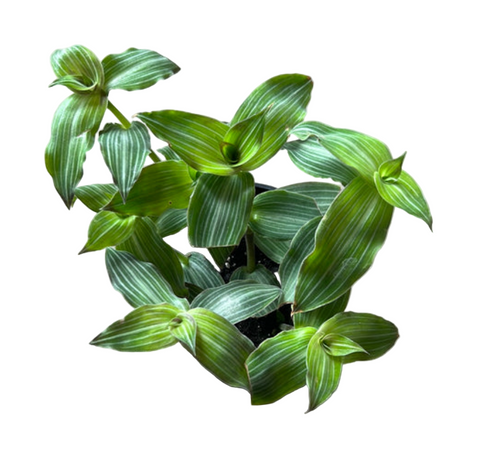 Callisia Gentlei Matuda Plant 1 Gallon Striped Inch Live Plant House Pr7ht7