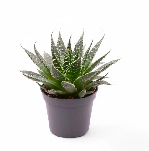 Aristaloe aristata 4 Inches Plant Lace Aloe Plant Slippery one Live Plant Ht7