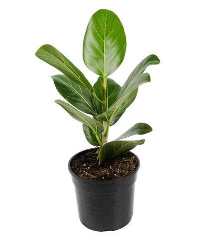 Ficus Audrey Plant 4inches Pot Ficus Benghalensis Plant Indoor houseplant