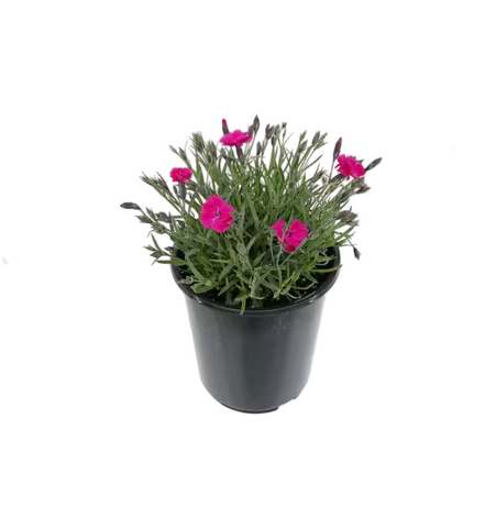 Dianthus Kahori Scarlet 4inches Plant Beauties Carnations Pinks Flower Live Plant Ht7