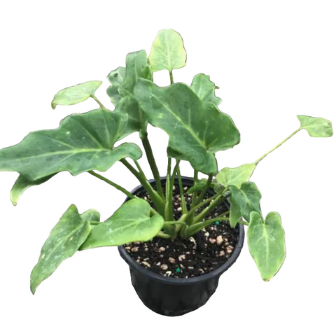 Philodendron Xanadu 4inches Plant Thaumatophyllum Xanadu Plant Houseplant Live Plant Ht7