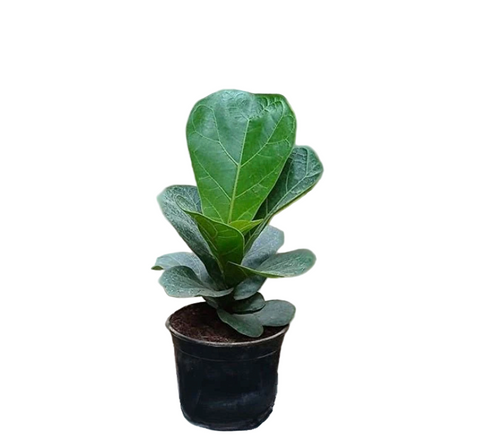 Ficus Lyrata 4inches Plant Fiddle Leaf Fig From Houselive Plant Ht7