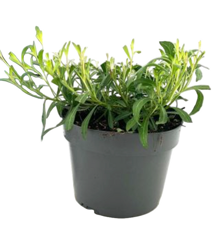 Gaura Sparkle White Plant 4Inches Pot Lindheimeri Live Plant P Ground Cover Ht7