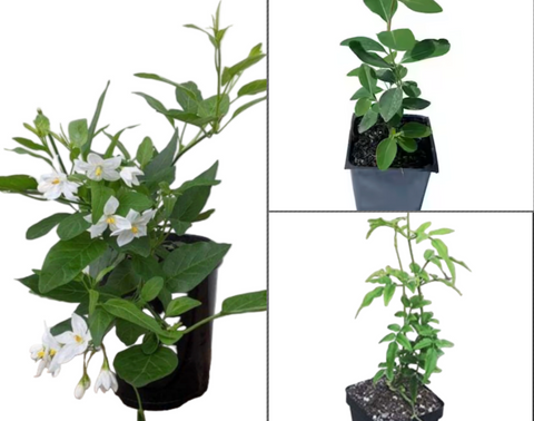 Combo 3 Vine 4inches Plants Pink Jasmine Polyanthum Plant & Potato Vine Jasmine Nightshade Plant & Honey Suckle Lonicera Genus Live Plant Ht7