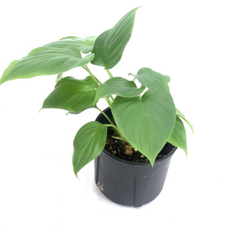 Homalomena Plant 4Inches Queen of Hearts Shield Plant Emerald Gem Houseplant Live Plant Ht7