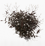 Tradescantia Black 4" pot Jew Jose Puig Dark Desire Tahitian Bridal Veil plant