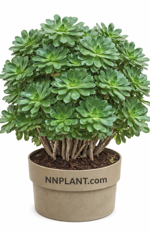 5 gallon succulents Aeonium Canariense 5 Gallon Succulents Beauty Green Rose Aeonium Live Plant Ght7