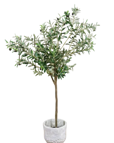 Olea Europaea Mission Standard Tree 5 Gallon Olive Fruit Tree Live Plant  Dw7Ht7Mr7