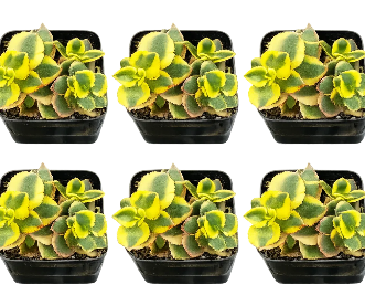 Crassula Sarmentosa Yellow Variegated Rare Showy Lime Ground Cover  Succulent – NNplant